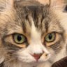 ねこの探究者 profil fotoğrafı