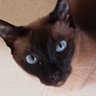 DARCY profil fotoğrafı