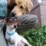 Just a dog🍁🇨🇦🍁's profile picture