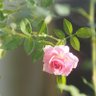 Фото профиля Rose garden #no war