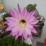 Фото профиля かえる