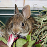 Mojorabbit 的头像