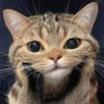 Фото профиля いぬねこ