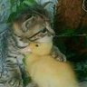 Profilbild von Guardian Paw