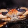 Profilbild von 🍉Saltiest of Crabs🦀