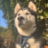 Profilbild von Ace H