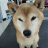 Profilbild von たーくん