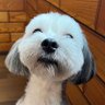 しま 介護医療改革 profil fotoğrafı