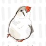 Profilbild von キンカのトト