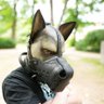 Profilbild von Rutt Pup ➡️ Animalz, COG, Darklands