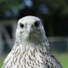Profilbild von N. Gyr Death Falcon