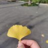 Zhang Herman profil fotoğrafı
