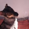Martha de Barros's profile picture