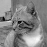 Profilbild von ndaa