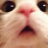 癲佬貓阿kant's profile picture