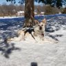 Profilbild von Nymeria