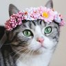 LisaMiau profil fotoğrafı