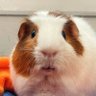 Harold Waffles's profile picture