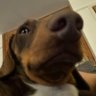 Profilbild von Dennissimo