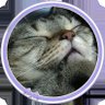 ねこのや's profile picture