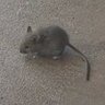 Street Mouse's profile picture