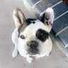 Prince Robot's profile picture