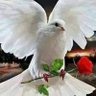 ❤️AL - syria 的头像
