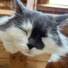 こめこ profil fotoğrafı