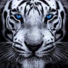 Profilbild von darknight_shadow