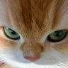 dikdikdik's profile picture