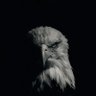 Profilbild von Yunus Emre Akkaya