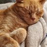 bigredkitty7 profil fotoğrafı