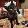 Spicy Purrito Revenge's profile picture