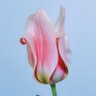 Profilbild von 織る子