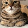 Profilbild von ぬらりひょん