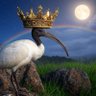 XRP's profile picture