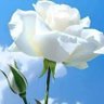 Profilbild von عبدالعزيز
