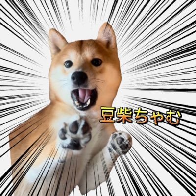 豆柴ちゃむ's profile picture