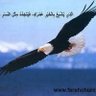 الصقر المصري 的头像