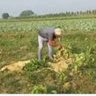 Maithil अमन profil fotoğrafı