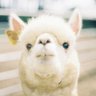 こしあんこ 的头像