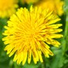 Profilbild von LePasteurDesAlpes