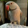 ワカケのぐり君 的头像