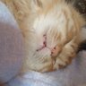 清水ヤスヒロ profil fotoğrafı