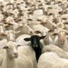 The Black Sheep's profile picture