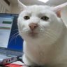 Gato profil fotoğrafı