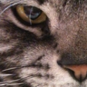 yukio's profile picture