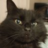 Profilbild von TallyCat 🇬🇧🌹🇺🇦