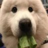 Profilbild von 小狗来福