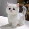 🐈 profil fotoğrafı